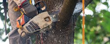 Trusted Great Falls, MT Tree Services Experts